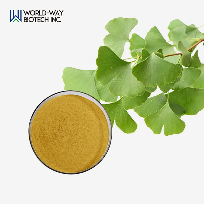Ginkgo Biloba Extract Powder Ginkgo Biloba Extract Powder